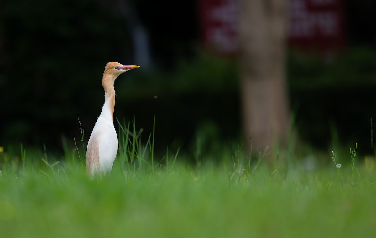 Eastern Cattle Egret - ML618434012