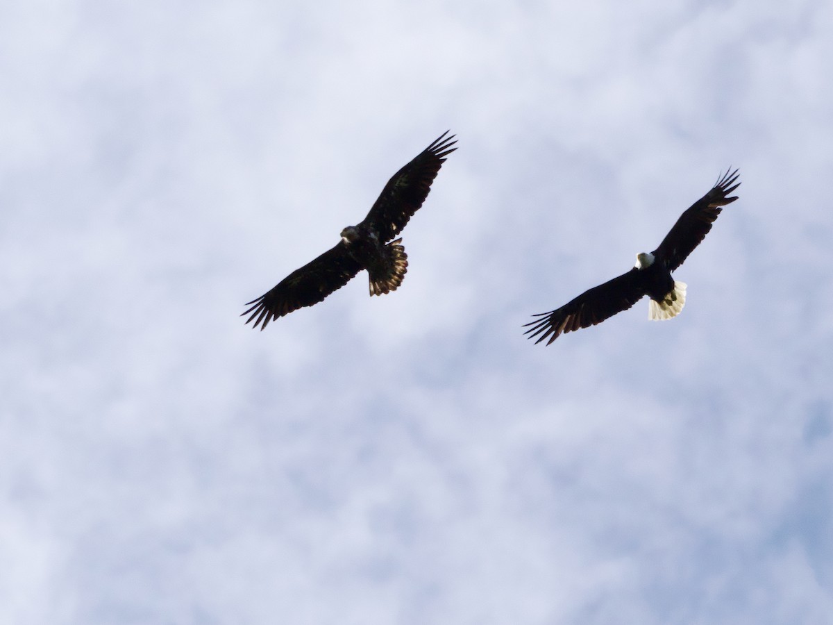 Bald Eagle - ML618434013