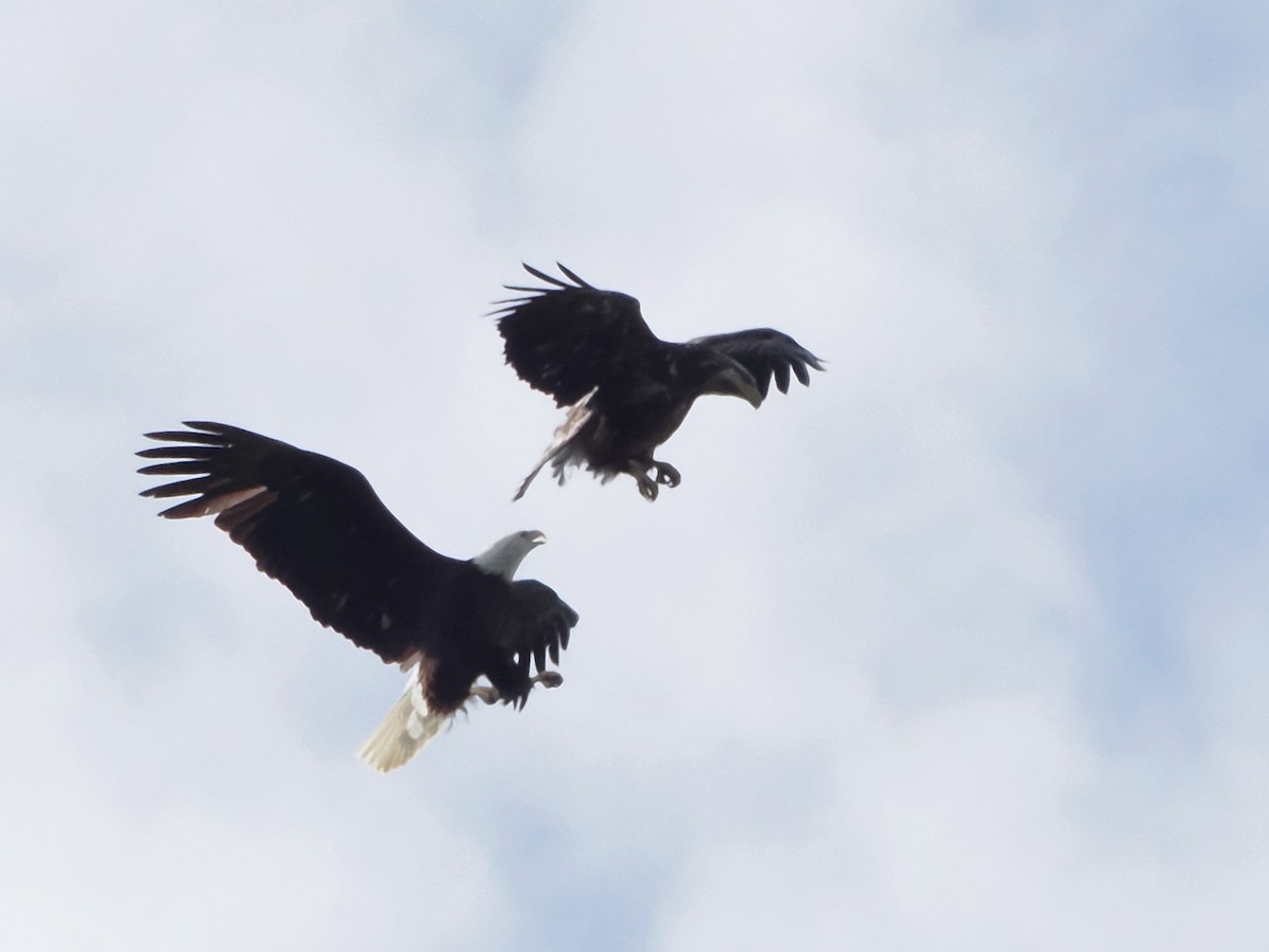 Bald Eagle - ML618434021