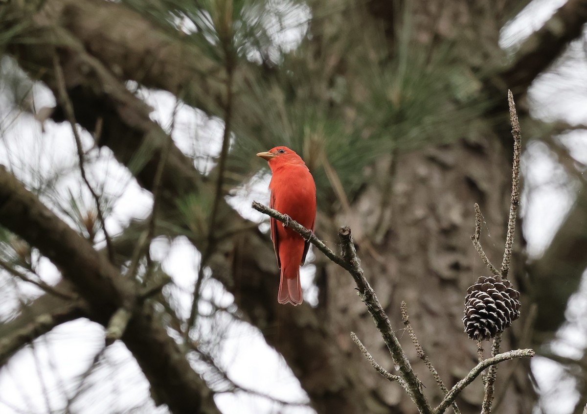 Summer Tanager - ML618434023