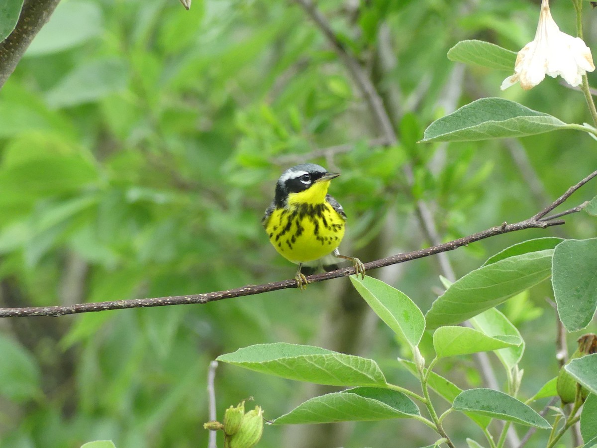 Magnolia Warbler - Rebecca Merrill