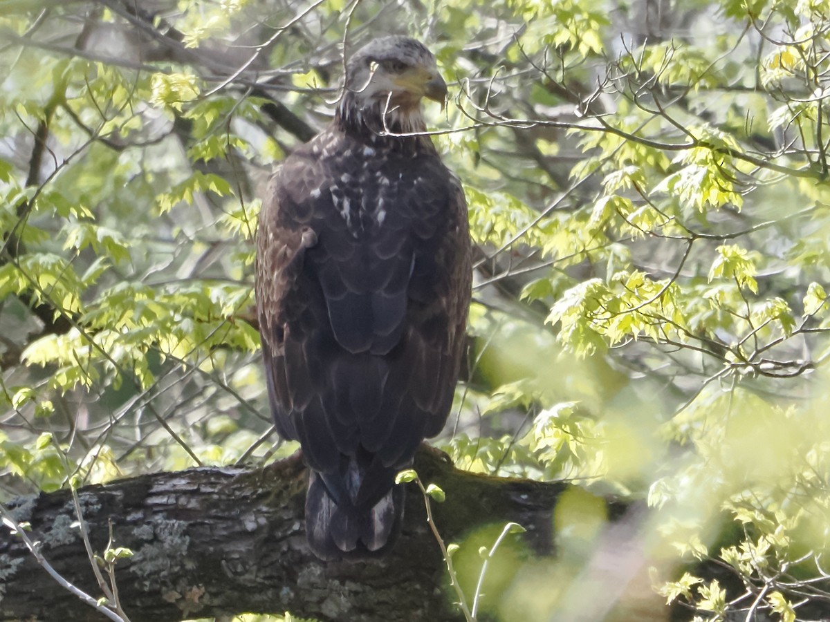 Bald Eagle - ML618434037