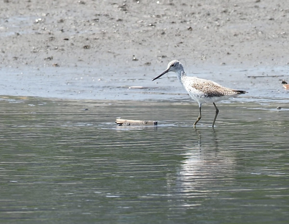 Common Greenshank - ML618434041