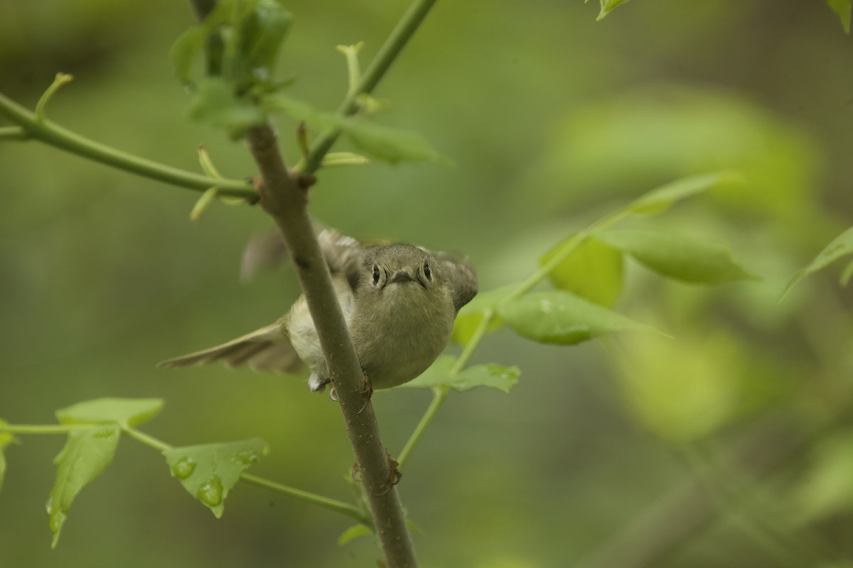 Ruby-crowned Kinglet - Paul Miller