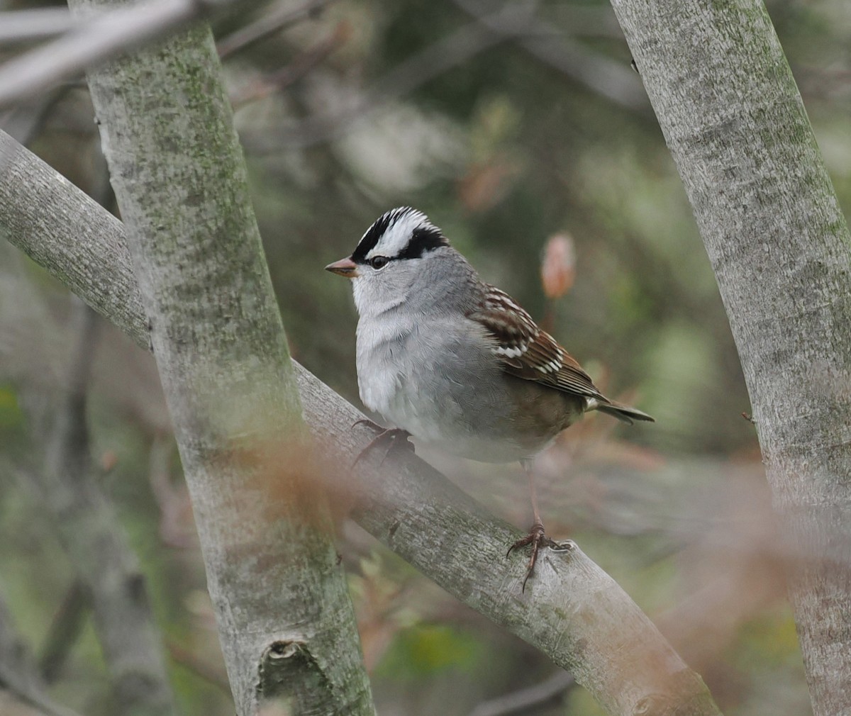 Bruant à couronne blanche - ML618434083