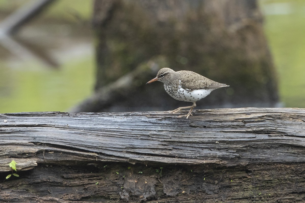 Spotted Sandpiper - ML618434090