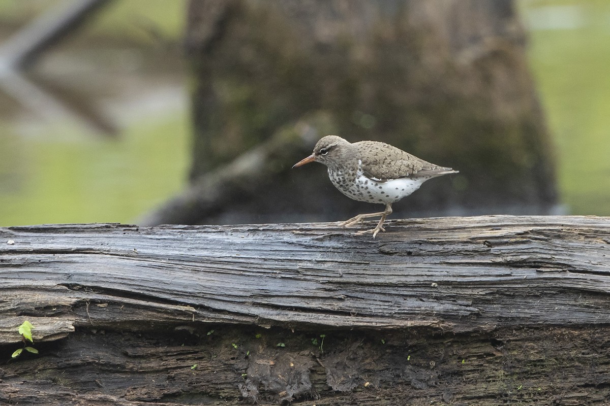 Spotted Sandpiper - John Troth