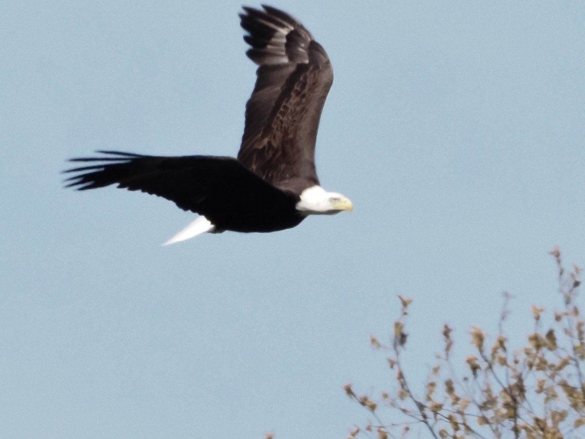 Bald Eagle - ML618434098