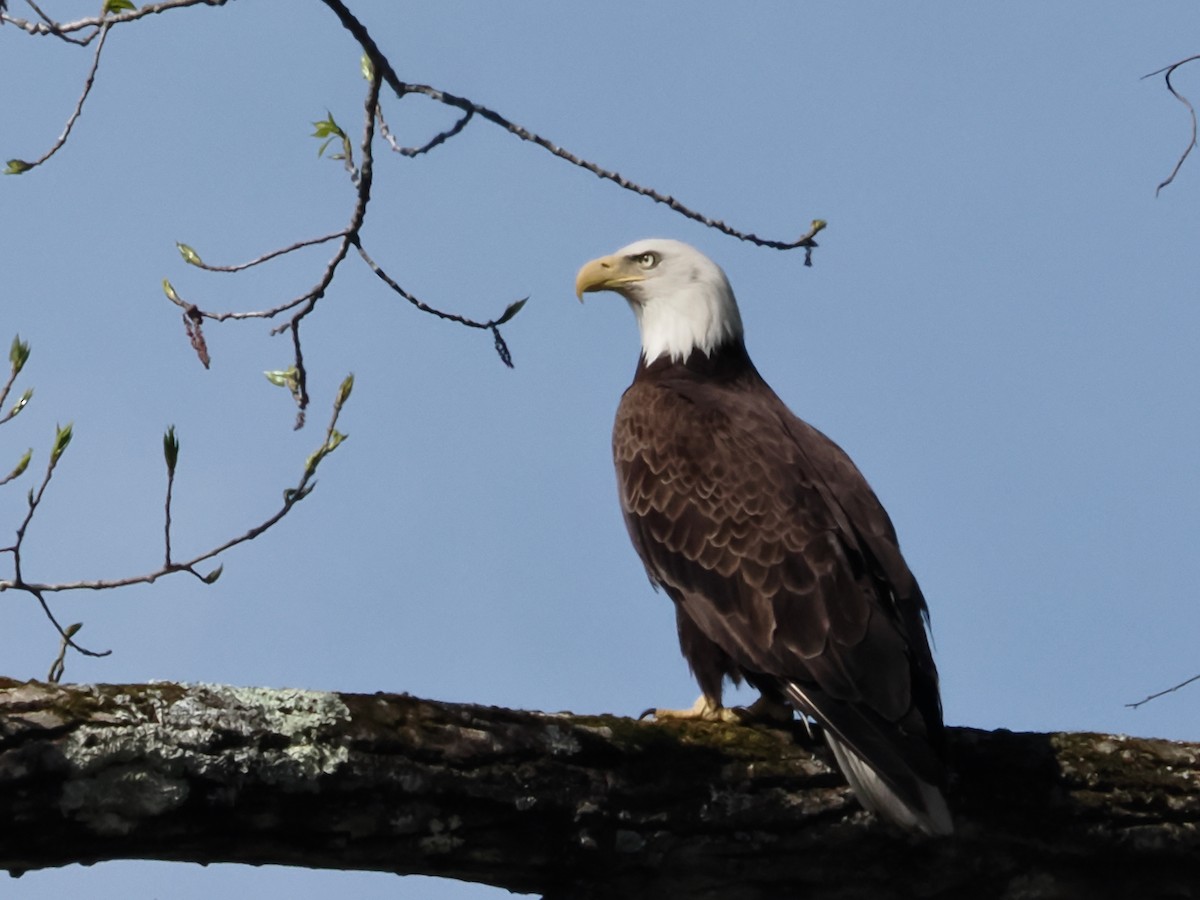 Weißkopf-Seeadler - ML618434129