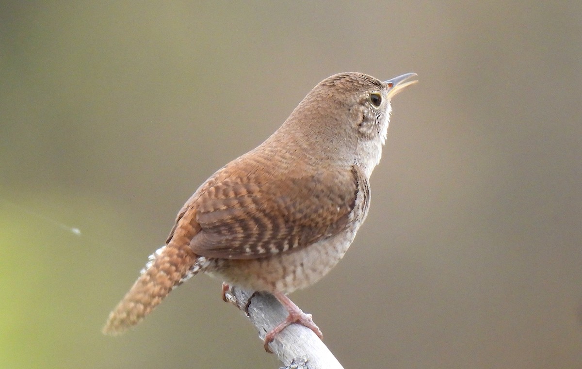 House Wren - ML618434143