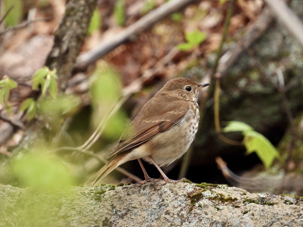 Hermit Thrush - ML618434146