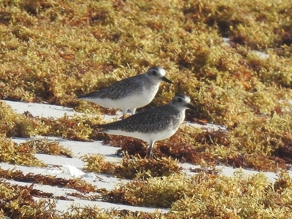 Black-bellied Plover - ML618434163