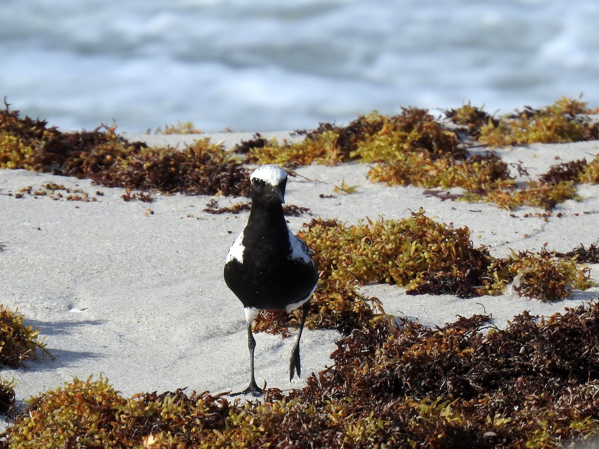 Black-bellied Plover - Bruce Pickholtz