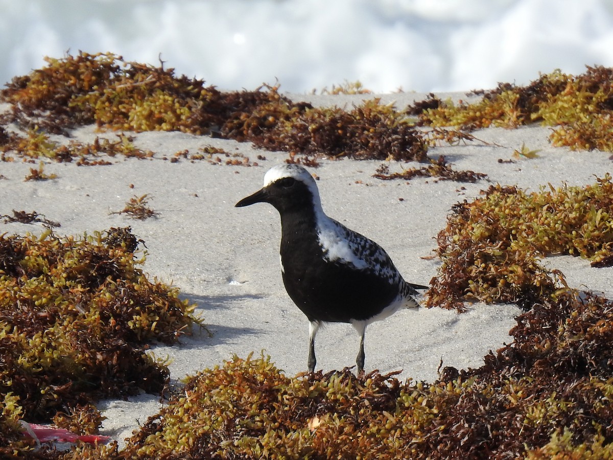 Black-bellied Plover - ML618434165