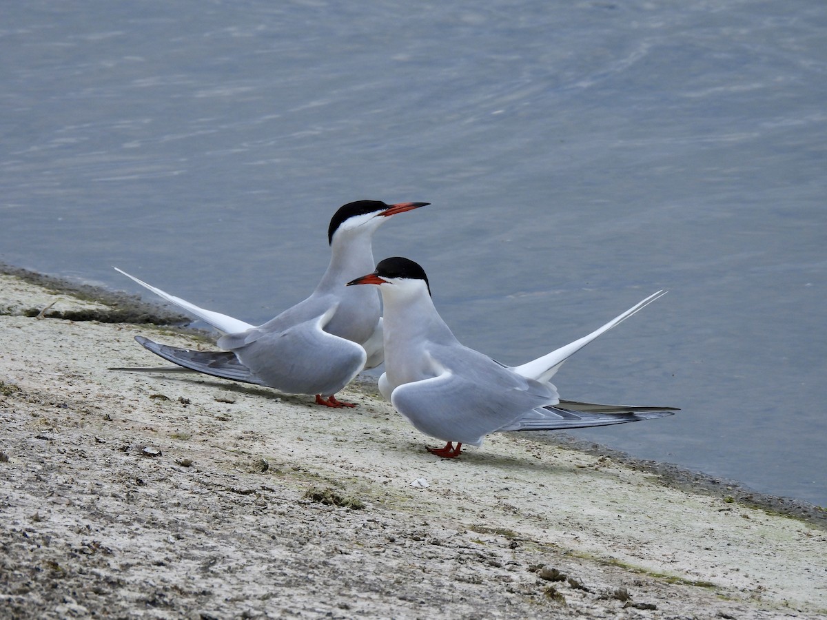 Common Tern - Caroline Quinn