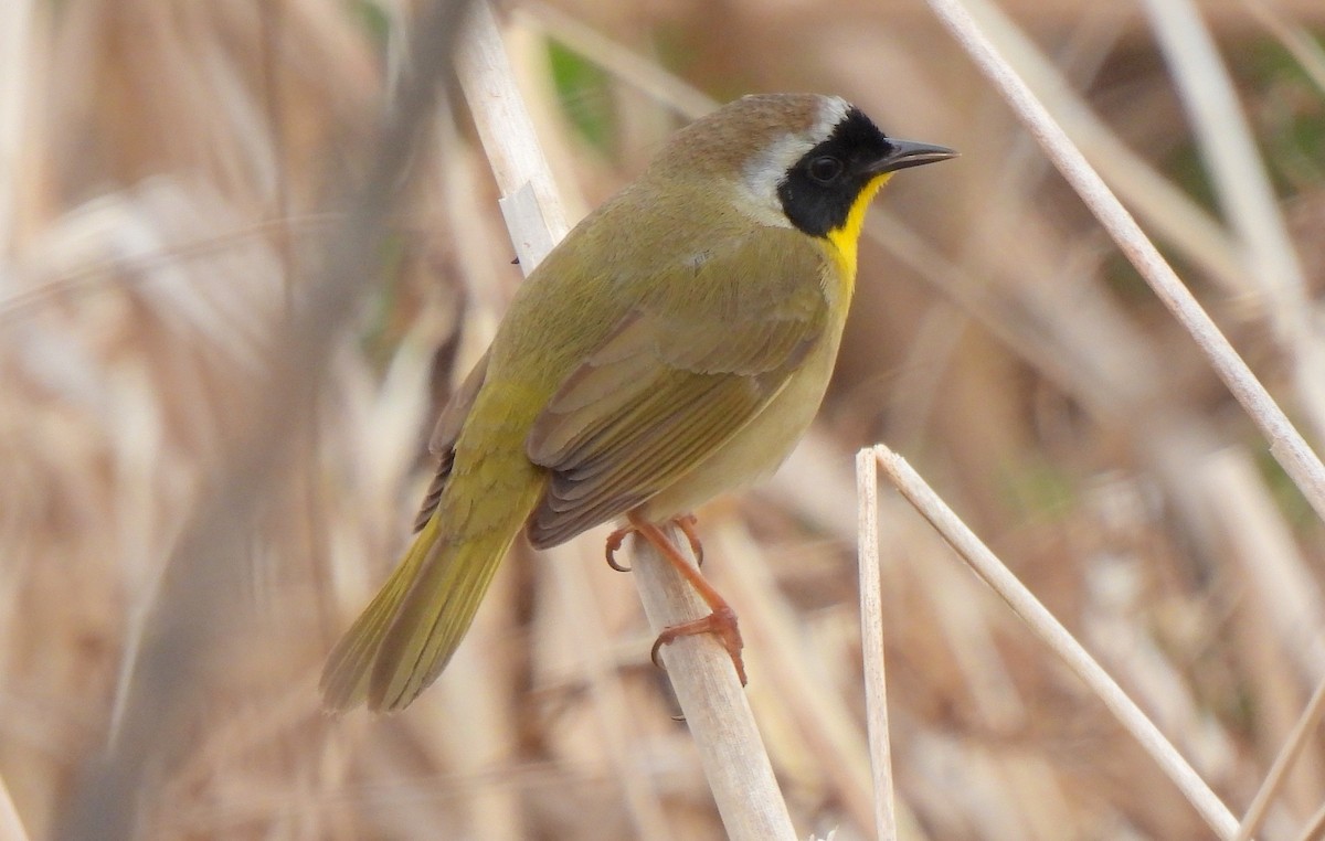 Common Yellowthroat - Dianne Croteau- Richard Brault