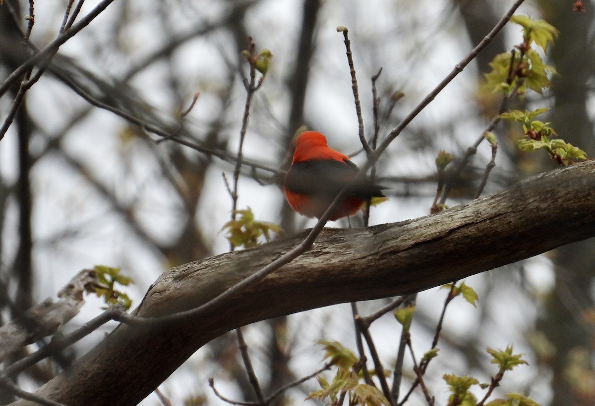 Scarlet Tanager - ML618434208