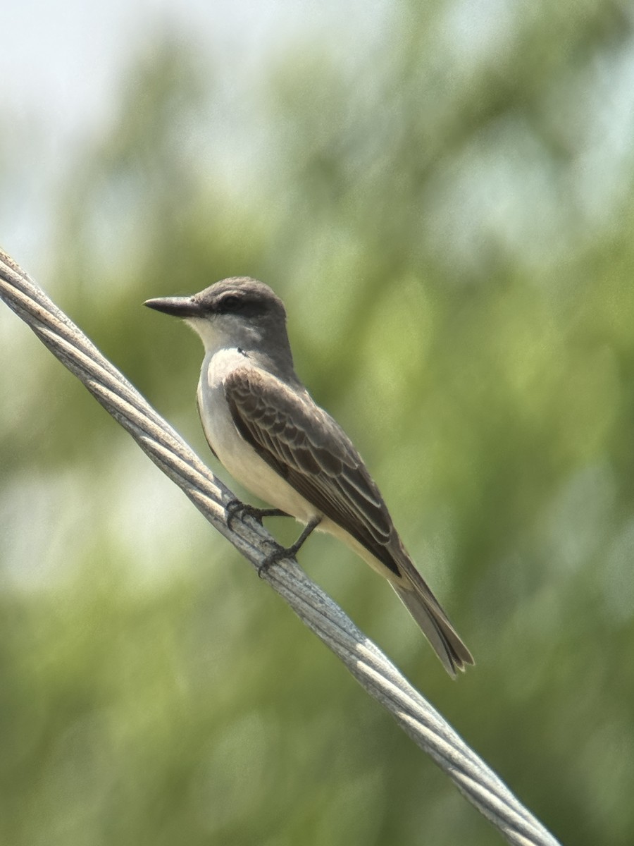 Gray Kingbird - ML618434260