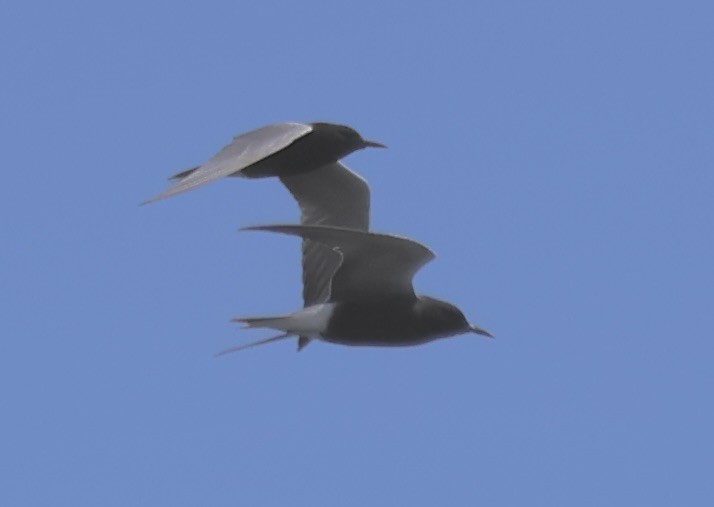Black Tern - Gretchen Framel