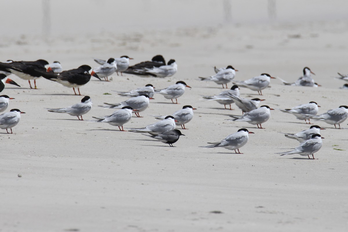 Black Tern - Mark Brompton