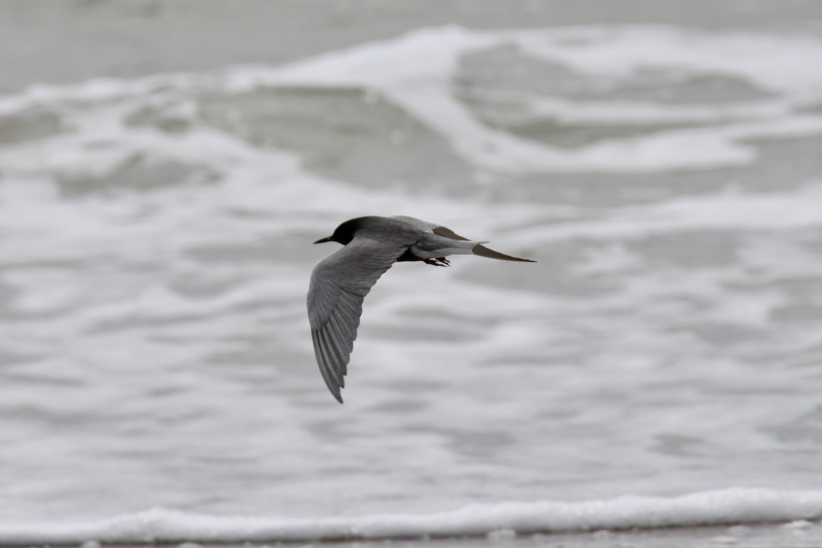 Black Tern - ML618434267