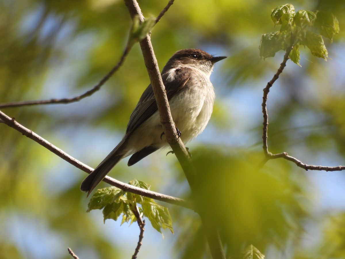 Eastern Phoebe - Alexander R