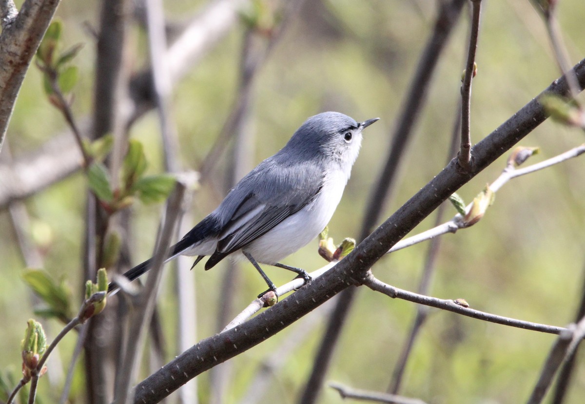 Blue-gray Gnatcatcher - ML618434314