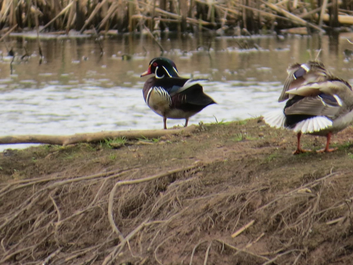 Wood Duck - ML618434334