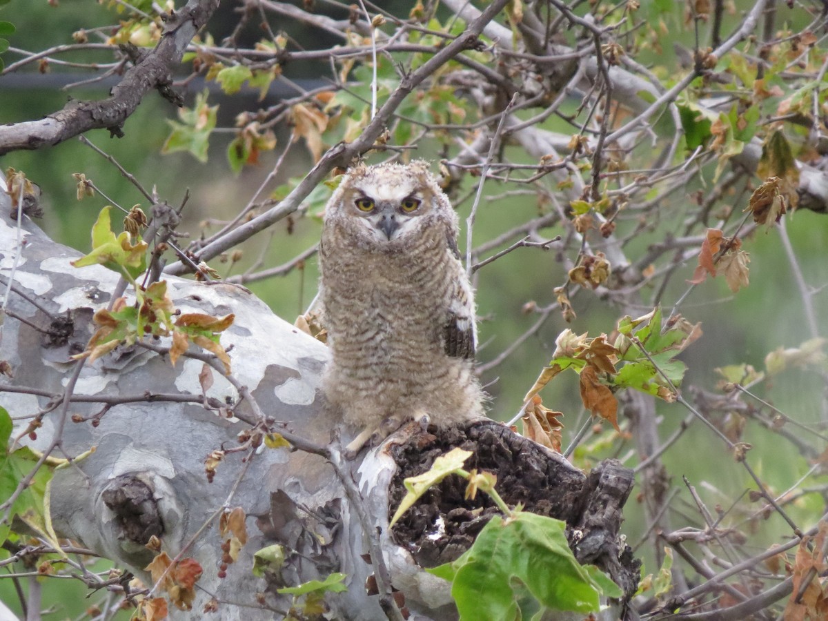 Great Horned Owl - ML618434338