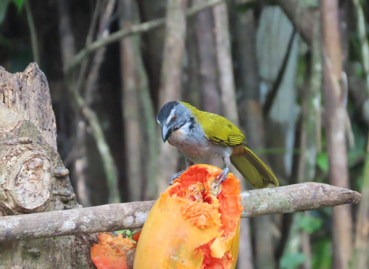 Black-headed Saltator - ML618434362