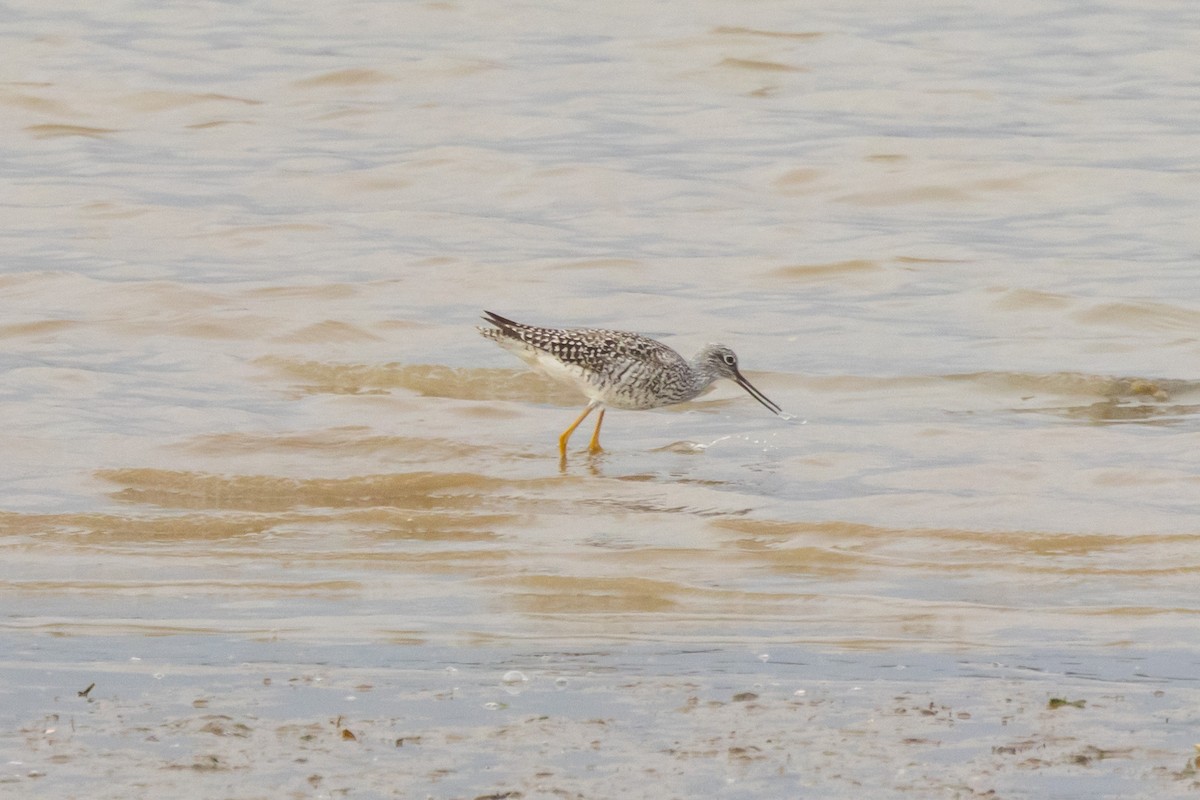 Greater Yellowlegs - Gordon Starkebaum