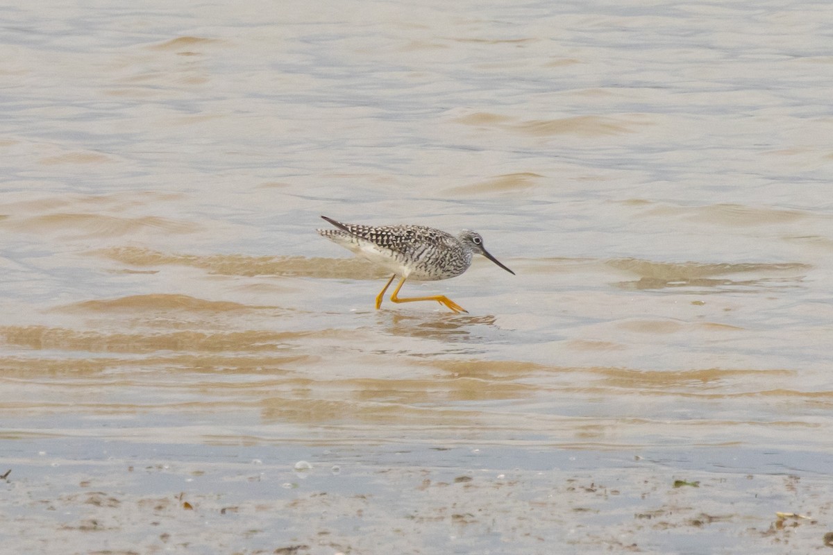 Greater Yellowlegs - ML618434384