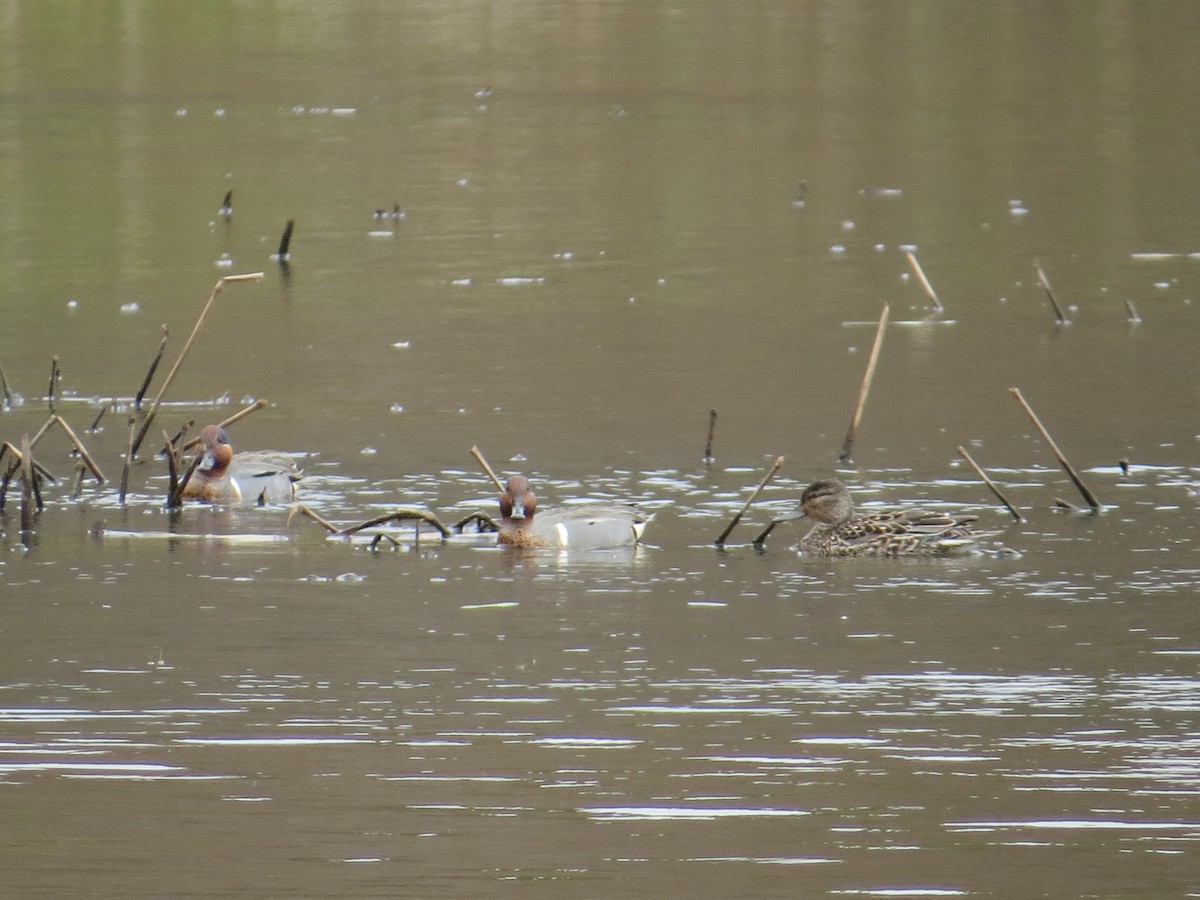 Green-winged Teal - ML618434387