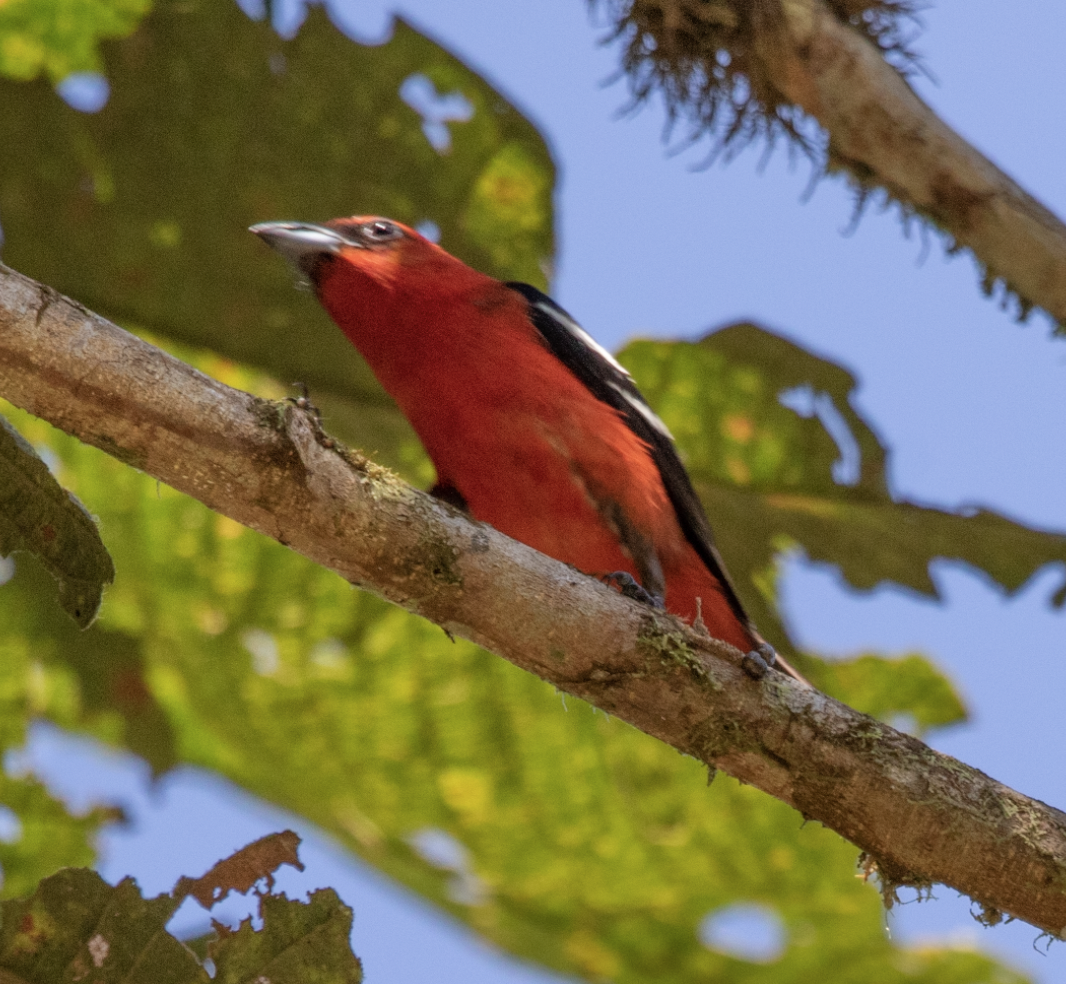 White-winged Tanager - ML618434401