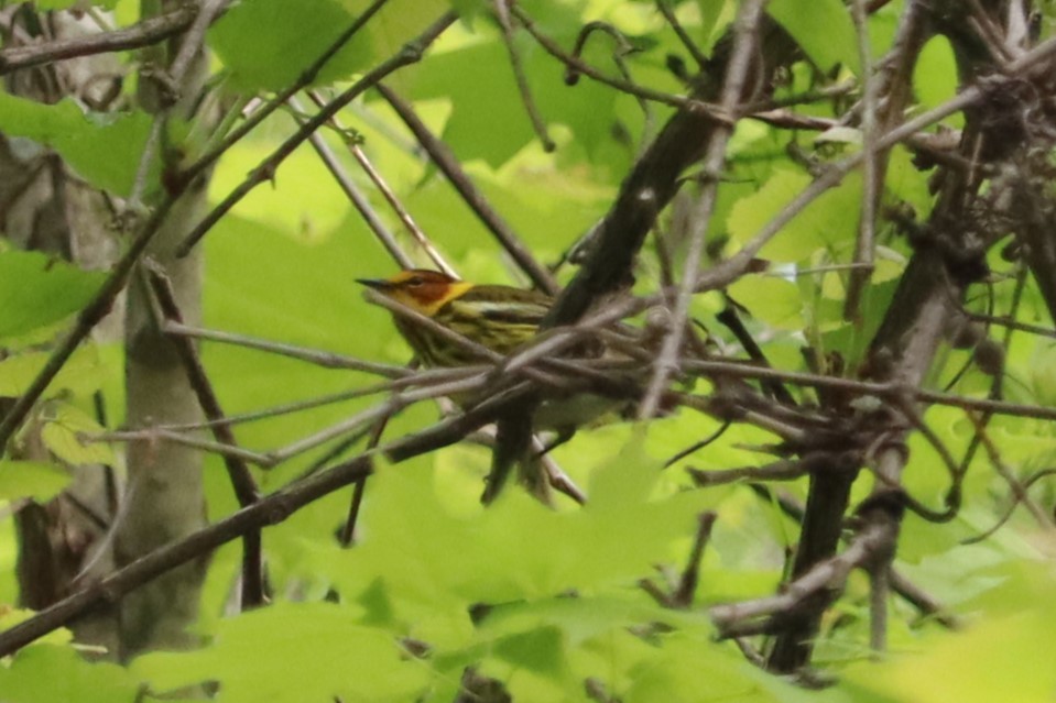 Cape May Warbler - Dalen Simmons