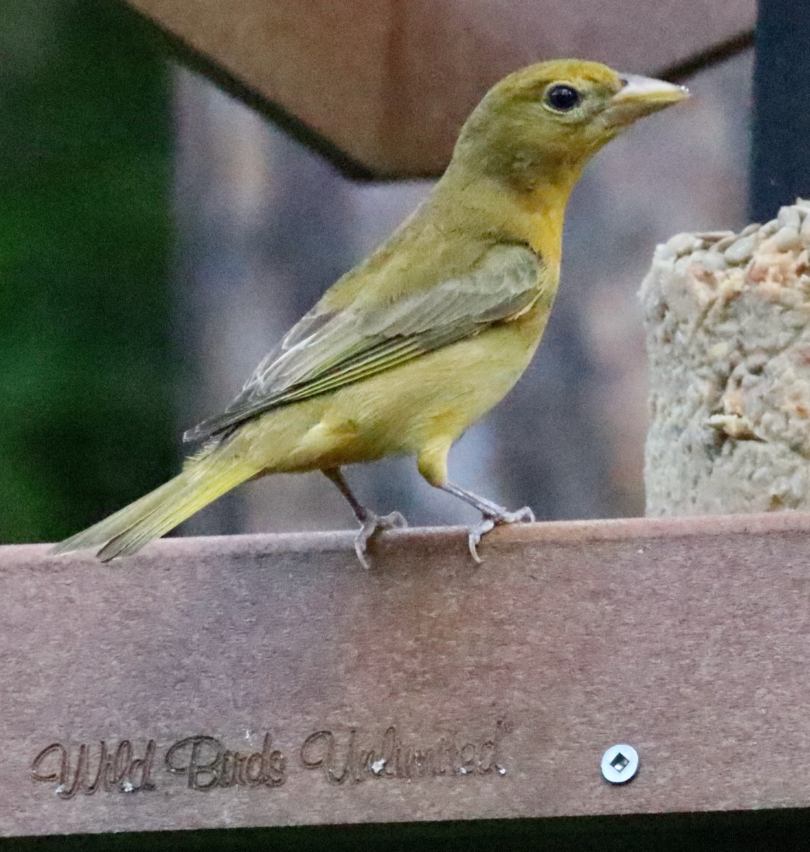 Summer Tanager - Lloyd Davis