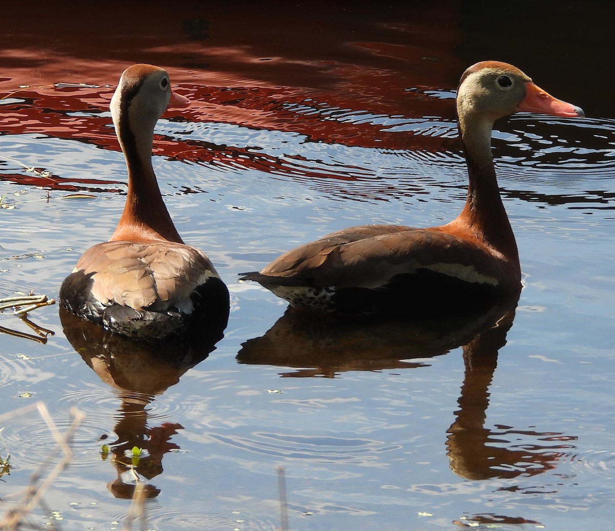 Black-bellied Whistling-Duck - Pierre Allaire