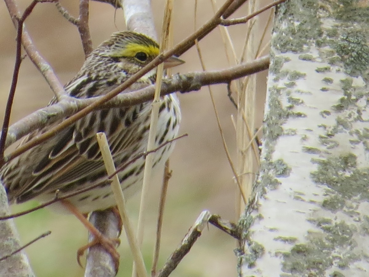 Savannah Sparrow - Howard Williams