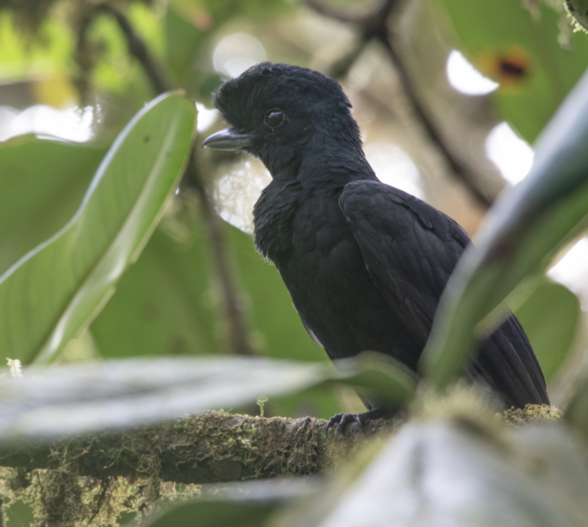 Long-wattled Umbrellabird - ML618434593