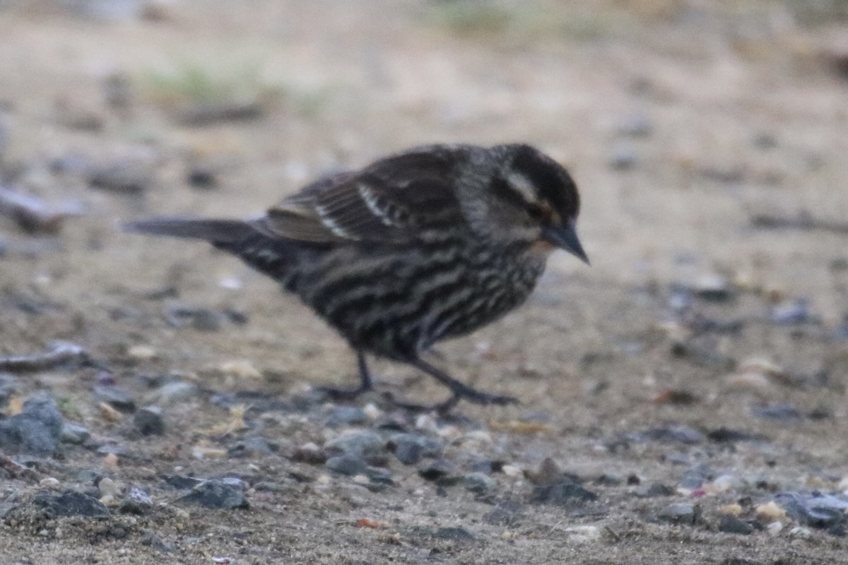 Red-winged Blackbird - ML618434597