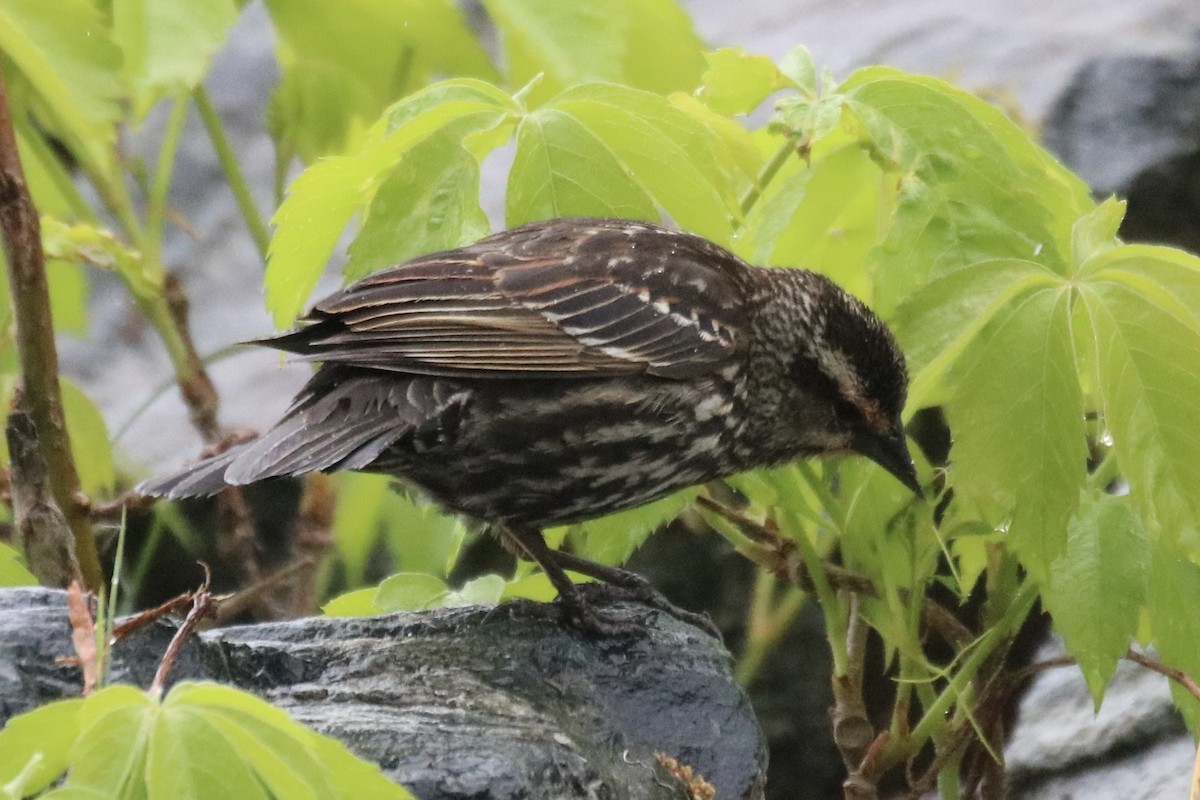 Red-winged Blackbird - ML618434598