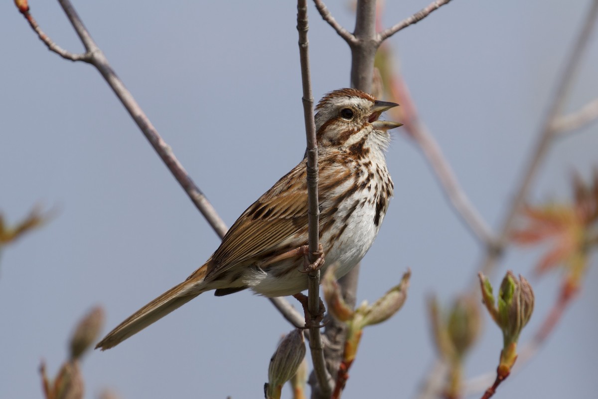 Song Sparrow - Zachary Tonzetich
