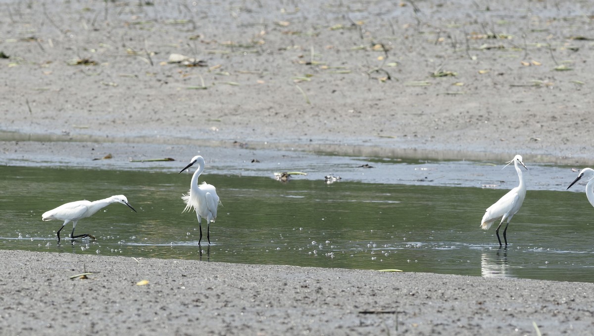 Little Egret - 芳色 林