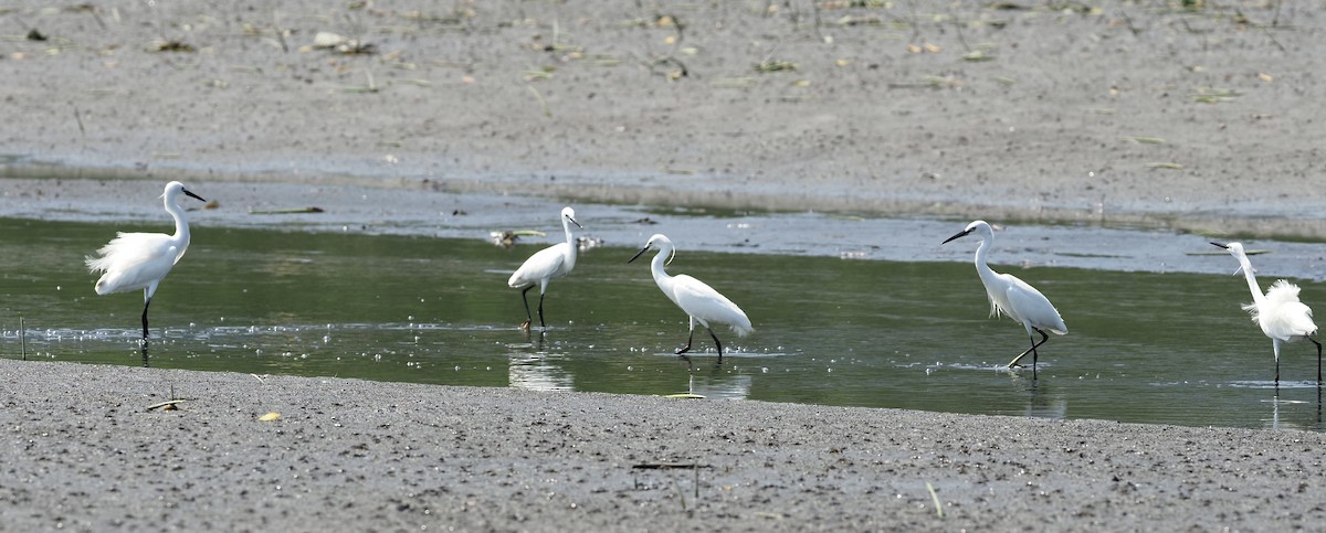 Little Egret - 芳色 林