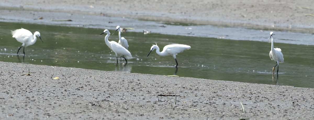 Little Egret - 芳色 林