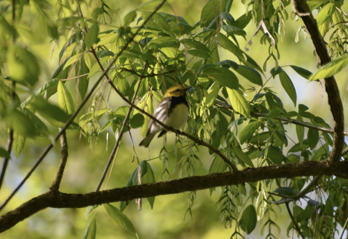 Black-throated Green Warbler - Laura Lechtzin