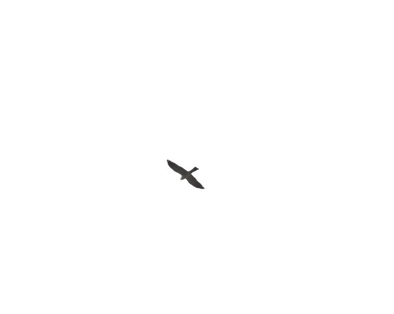 Mississippi Kite - ML618434624