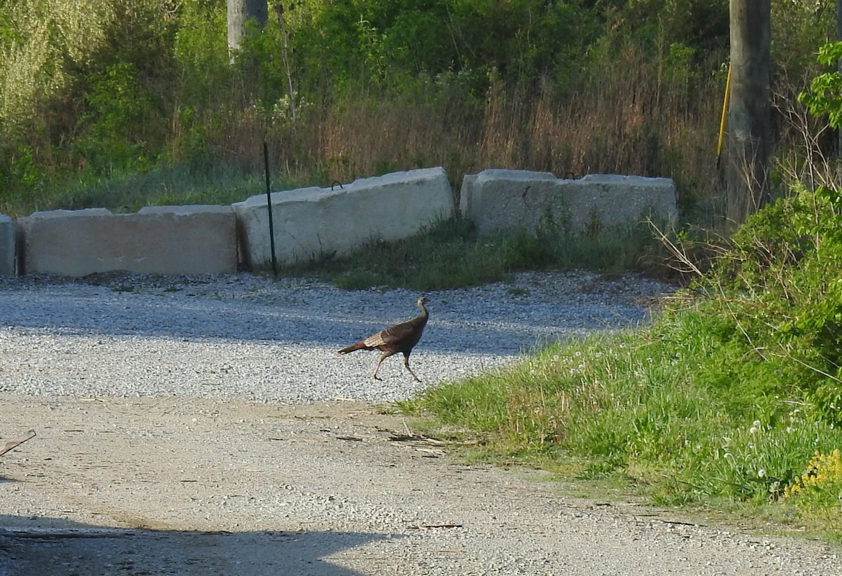 Wild Turkey - Pat Andersen