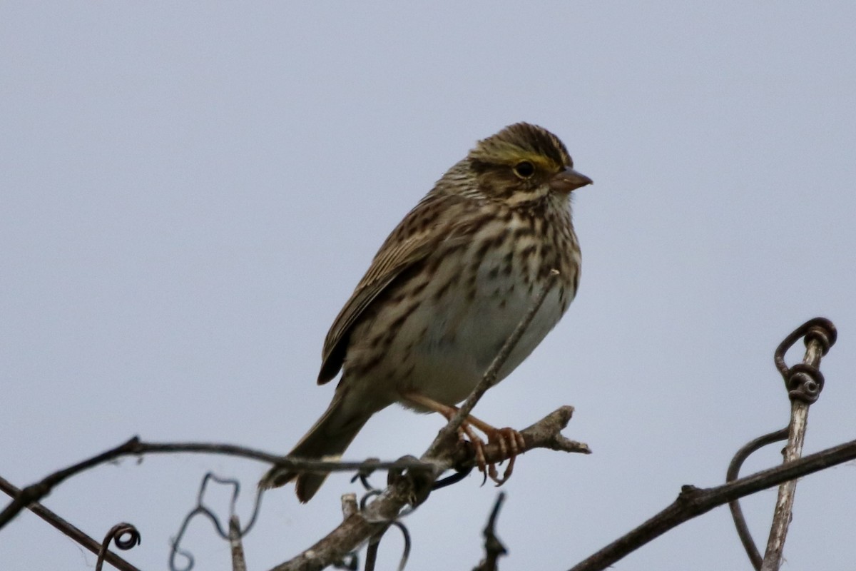 Savannah Sparrow (Savannah) - ML618434633