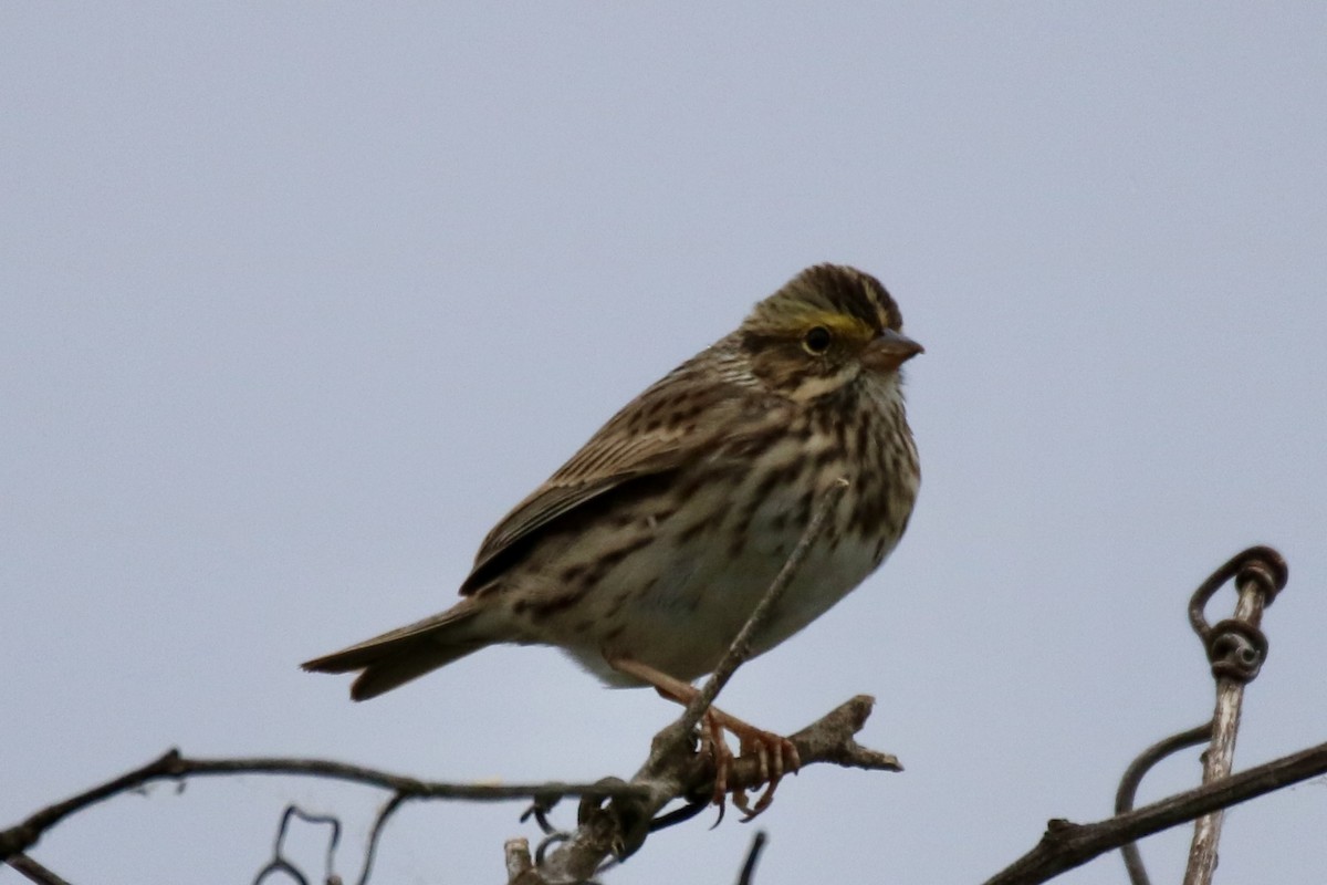 Savannah Sparrow (Savannah) - ML618434634